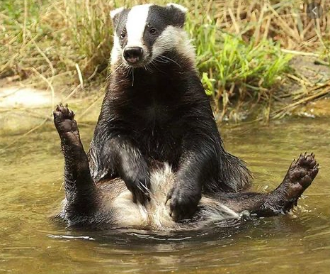 Badger chilling out in a stream