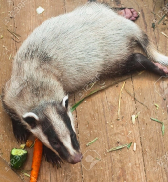 Badger grabbing a quick snack