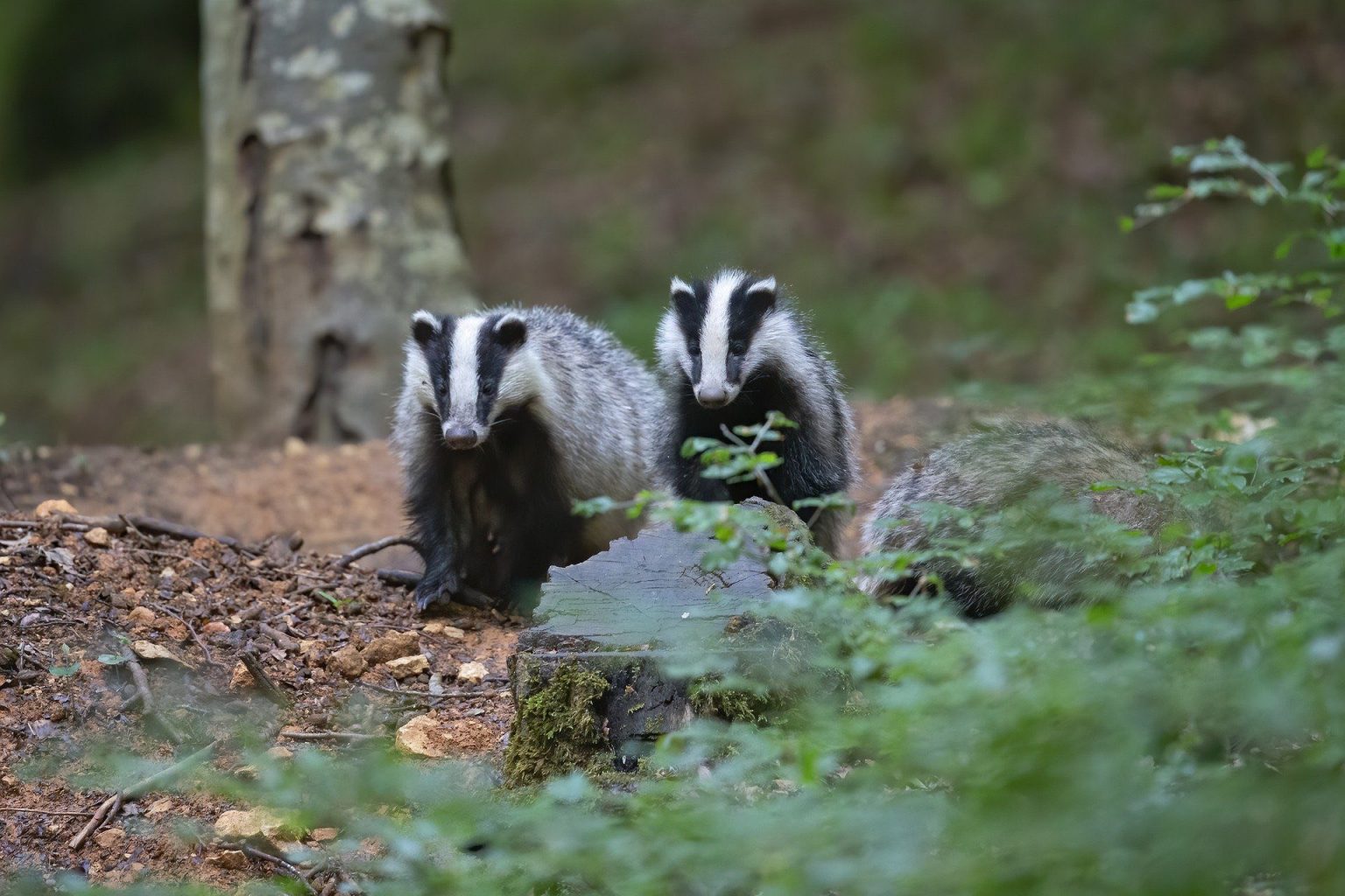 5 Facts About Badgers You Didn't Know