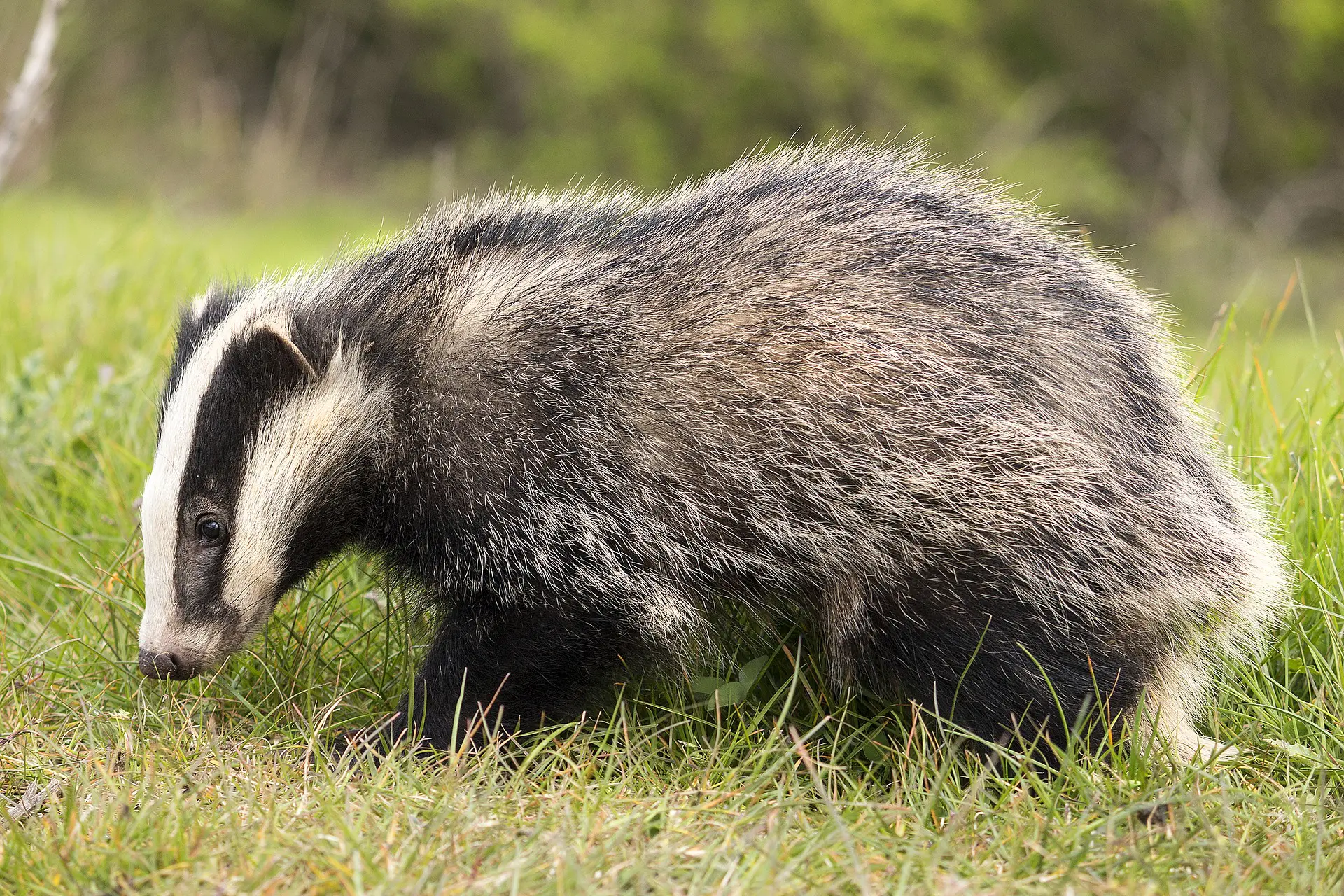badgers are farmed to make shaving briushes, but the best shaving brush is made from synthetic bristles
