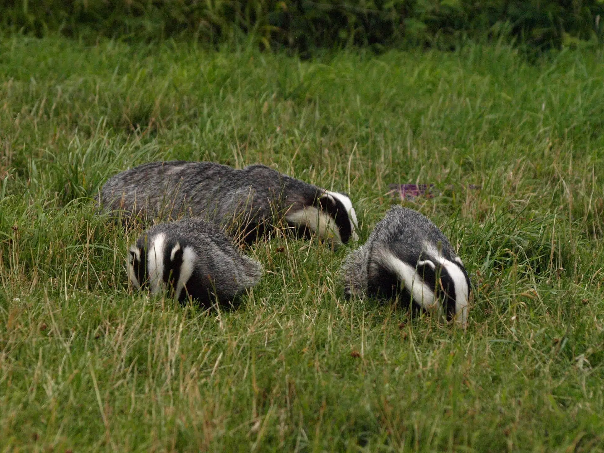 badgers,protecting badgers