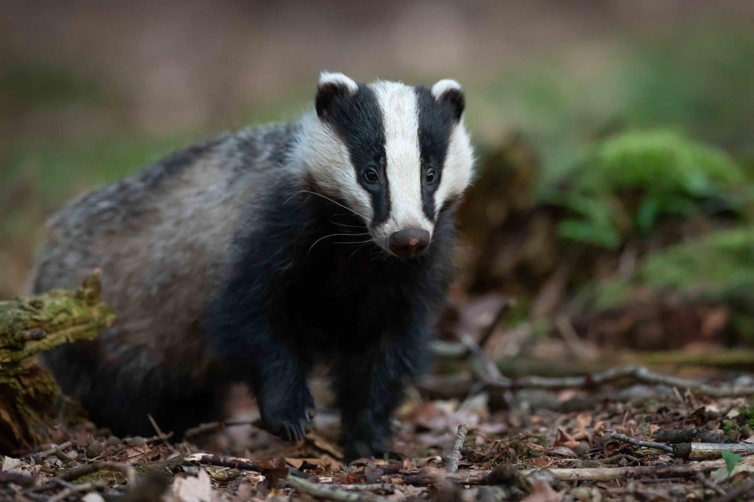 The Fascinating Life Of Badgers