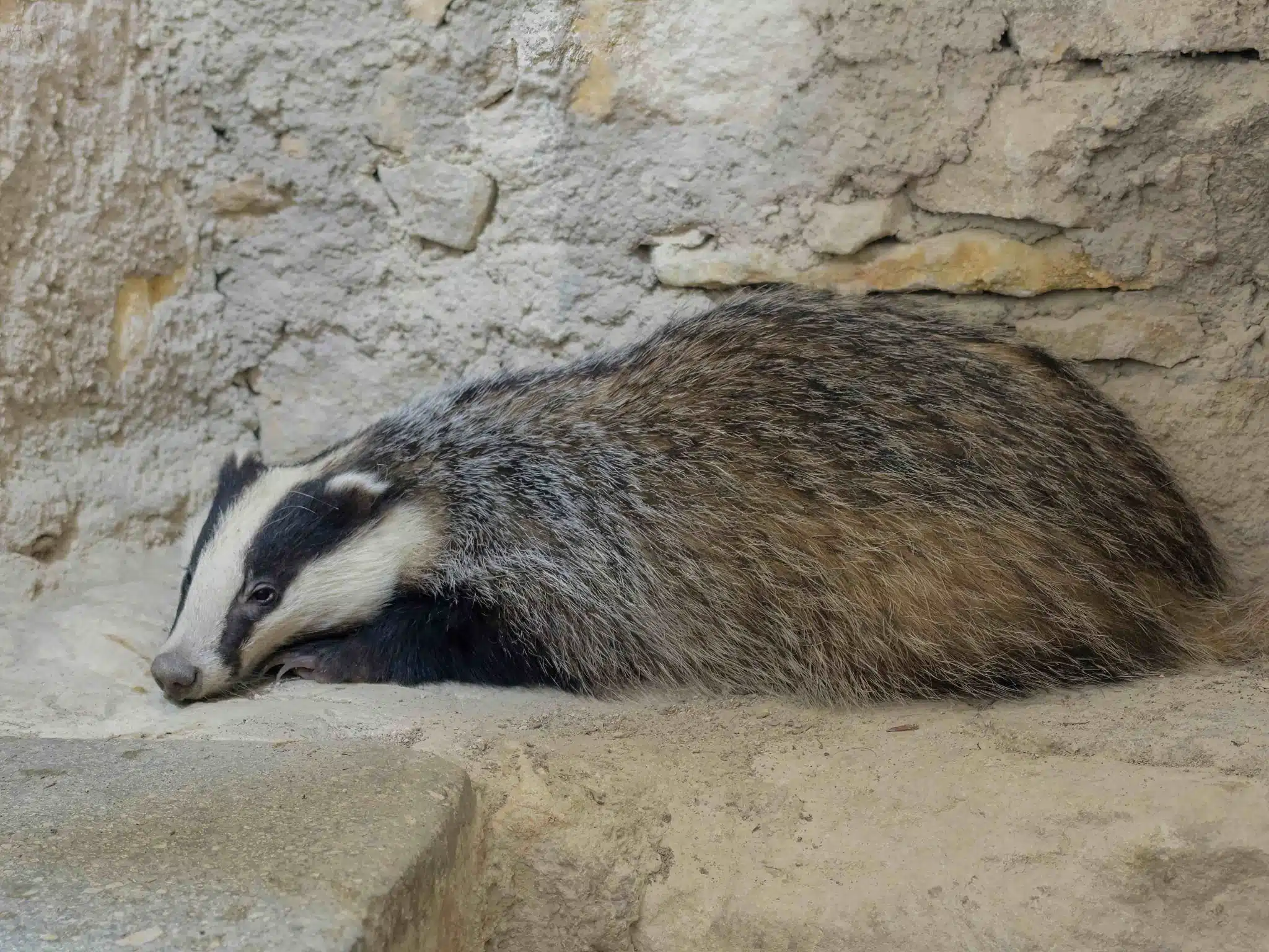 badgers,protecting badgers