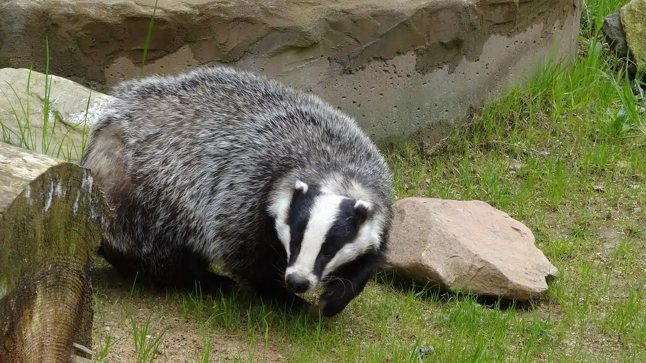 badgers,badger habits,badger studies